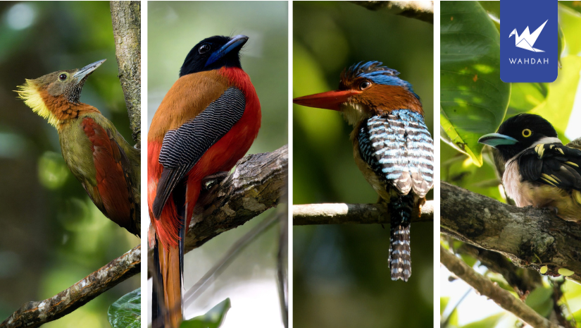 Panti Bird Sanctuary Guide for Your Bird-Watching Quest