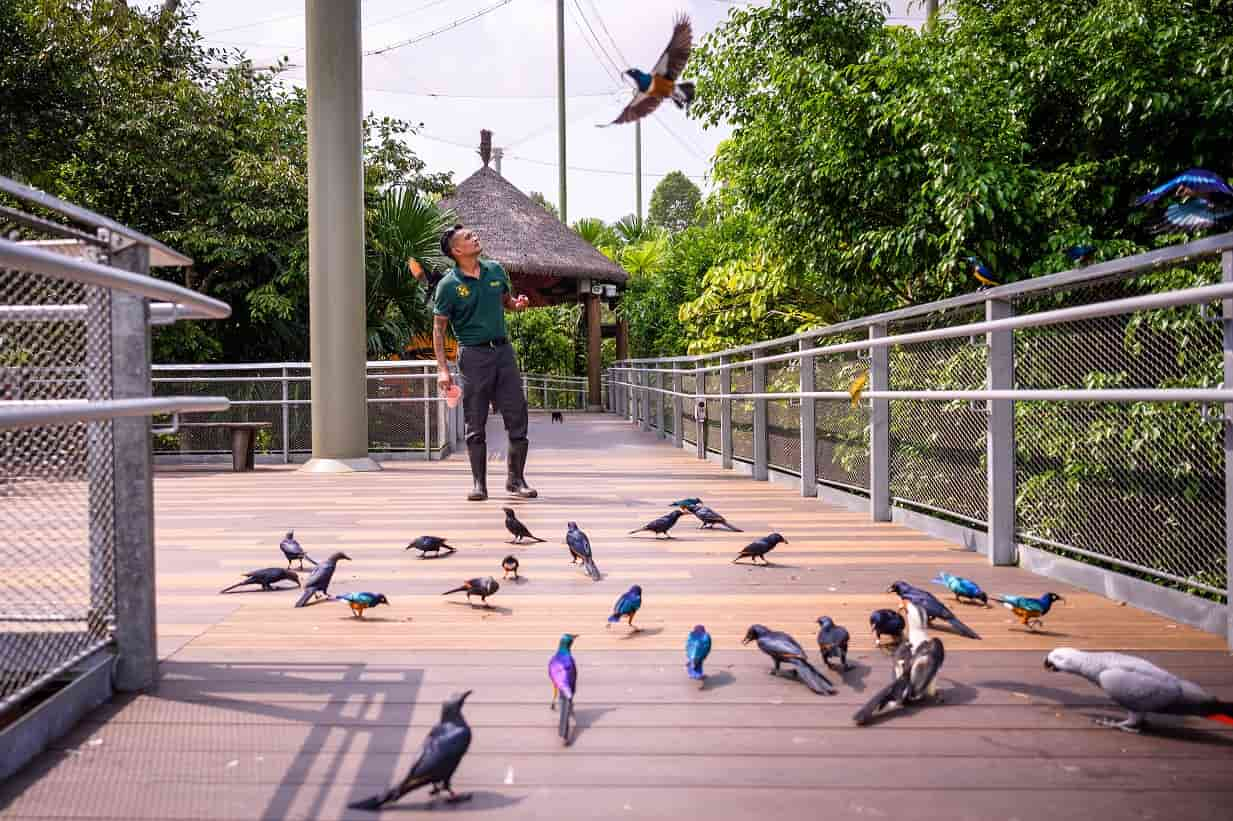 Top Mandai Wildlife Reserve Attractions Bird Paradise
